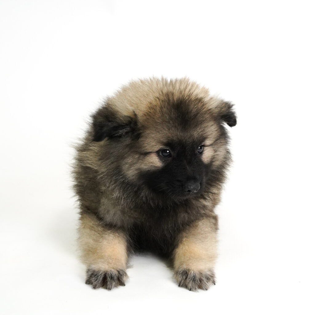 Papaya the Keeshond for sale