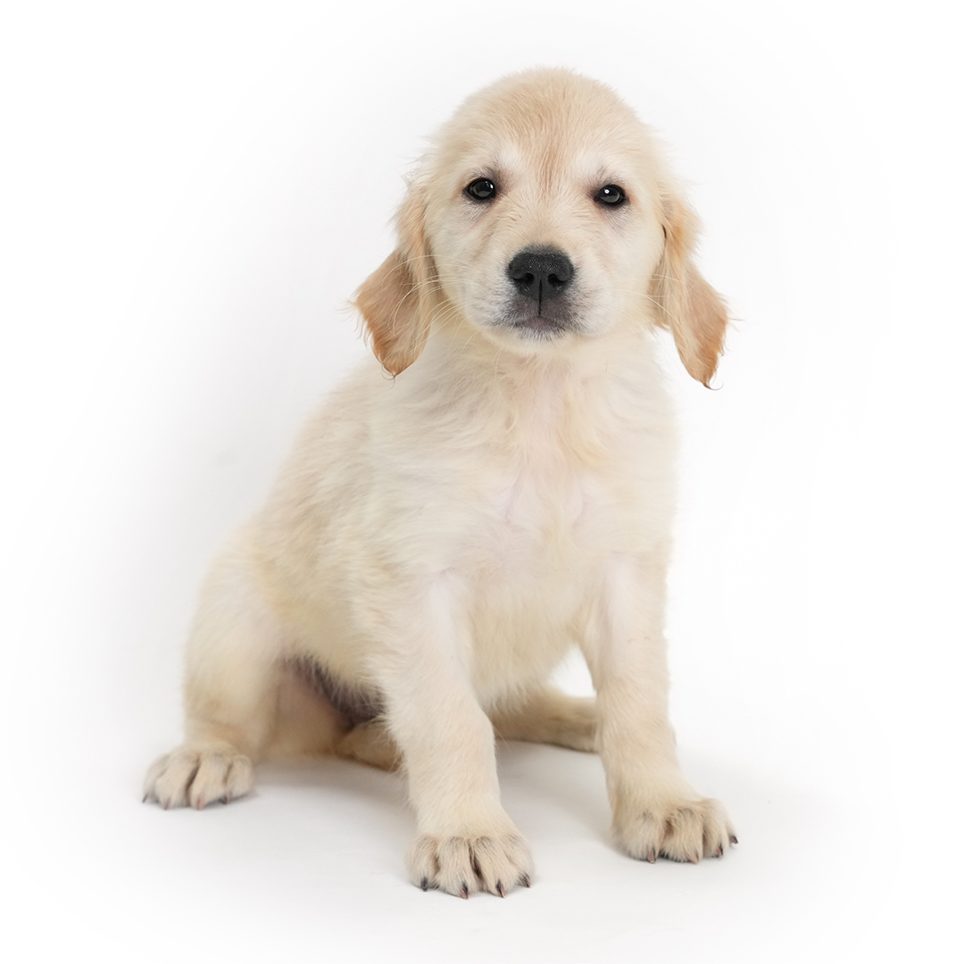 Puppy Featured Image