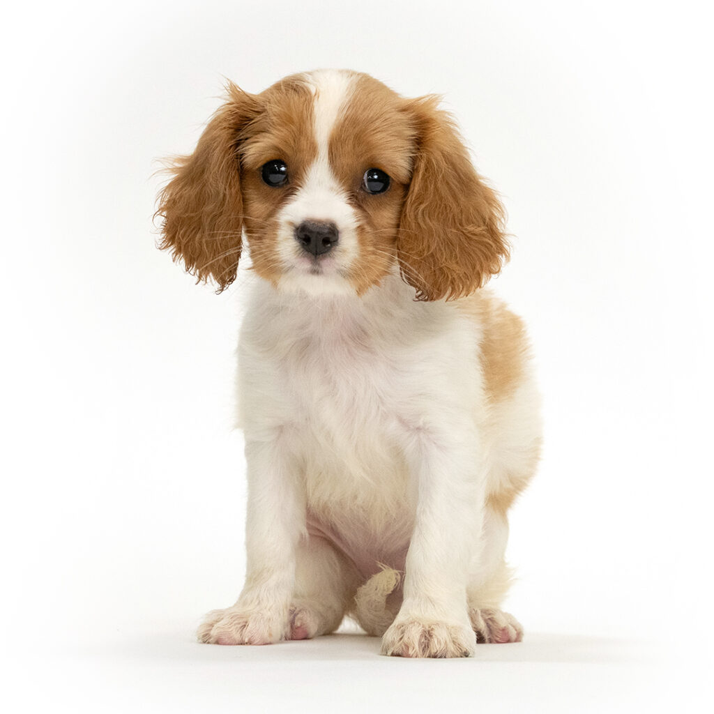 Goldilocks the Cavalier King Charles Spaniel puppy for sale
