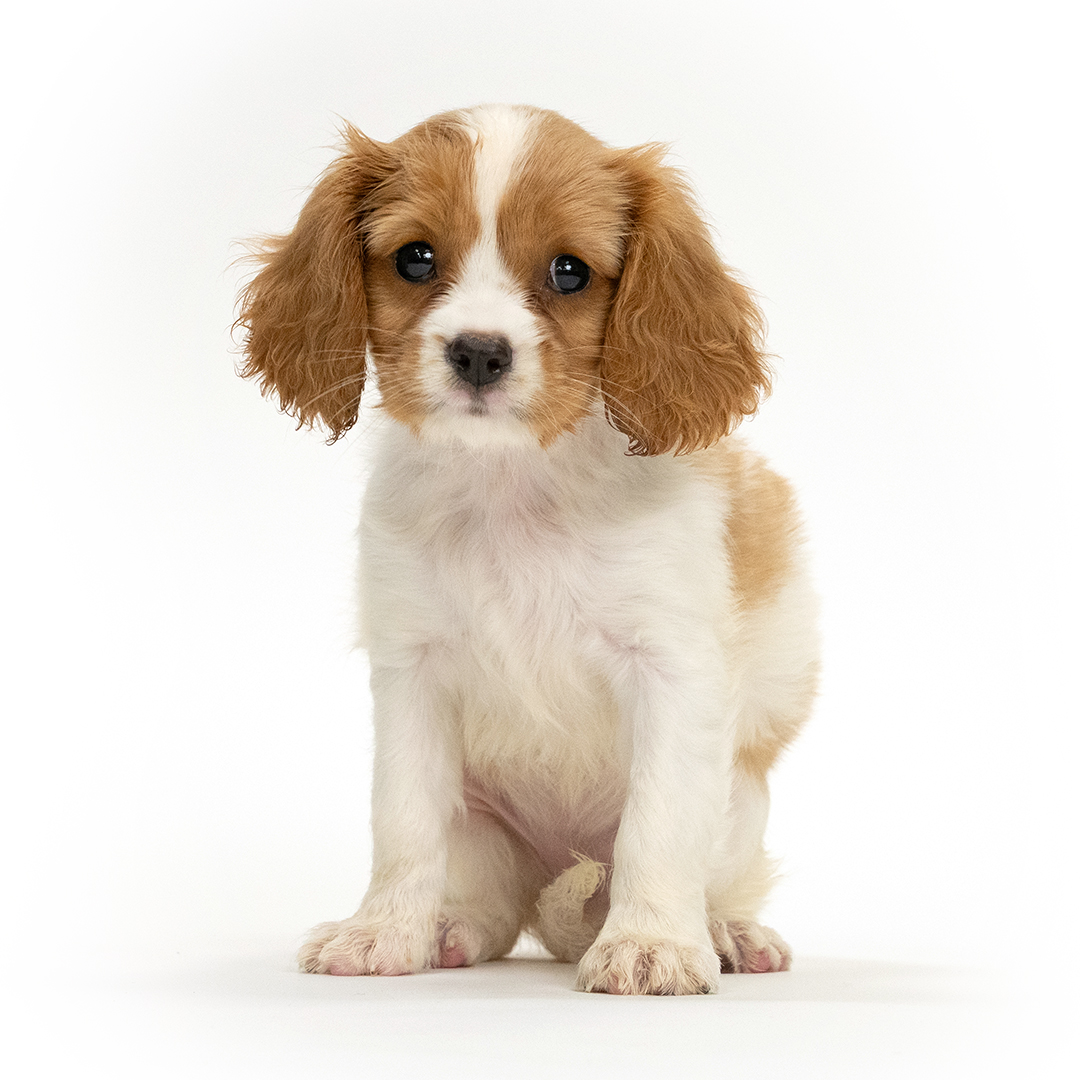 Puppy Featured Image