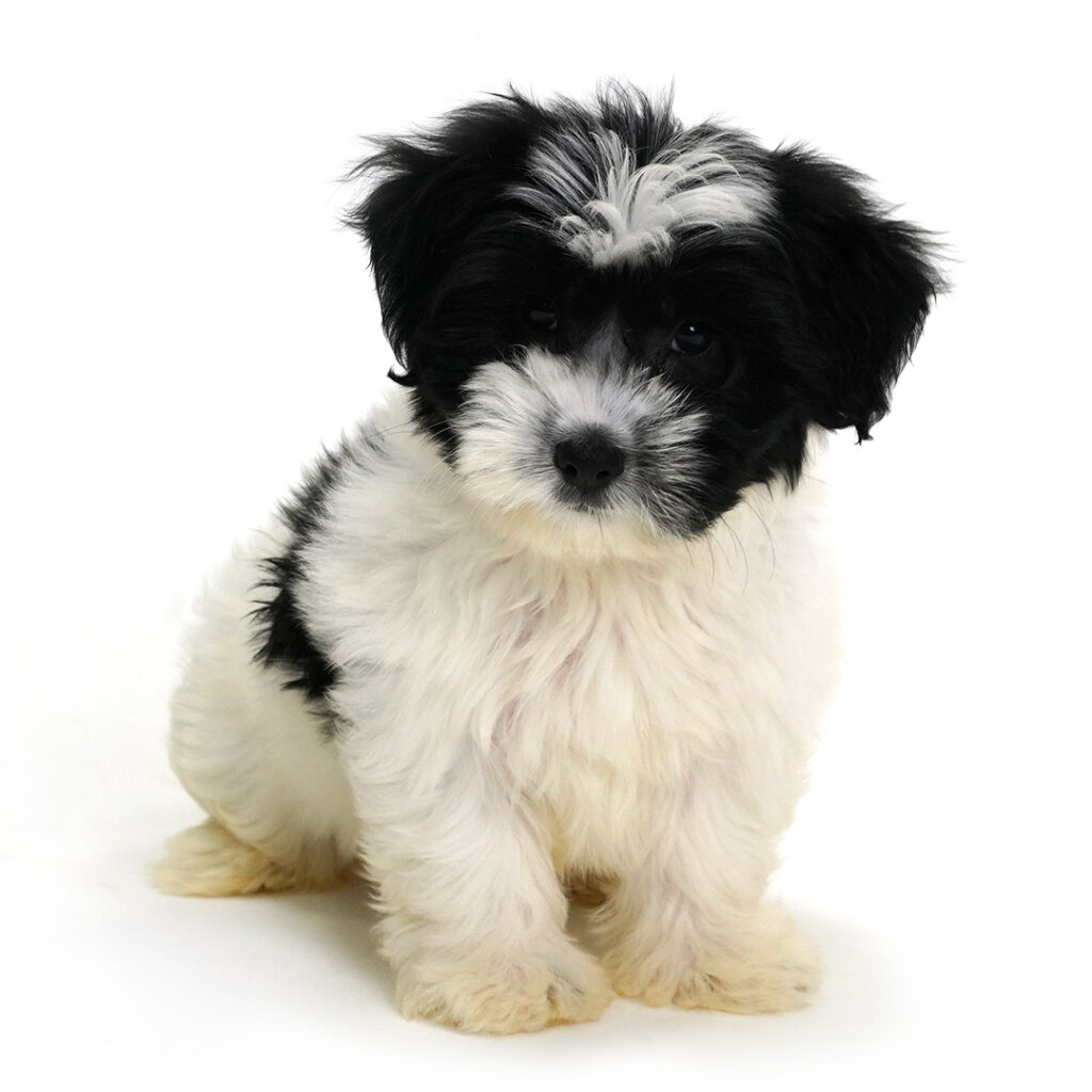 Coton de Tulear puppy
