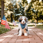 National-Spoil-Your-Dog-Day