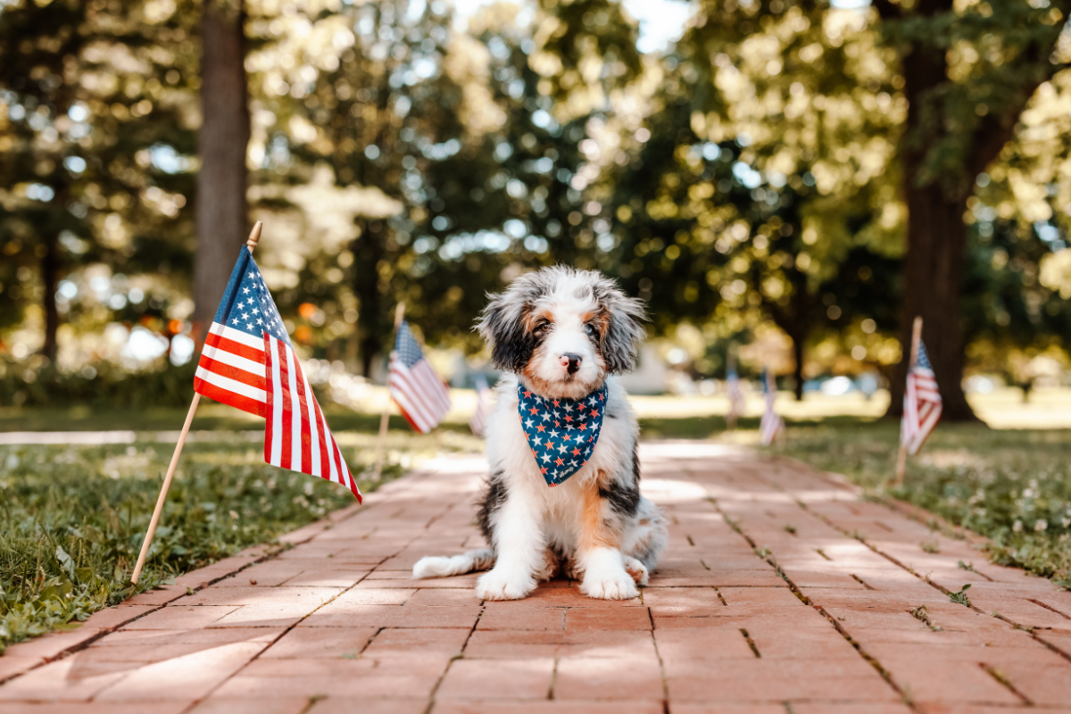 National-Spoil-Your-Dog-Day