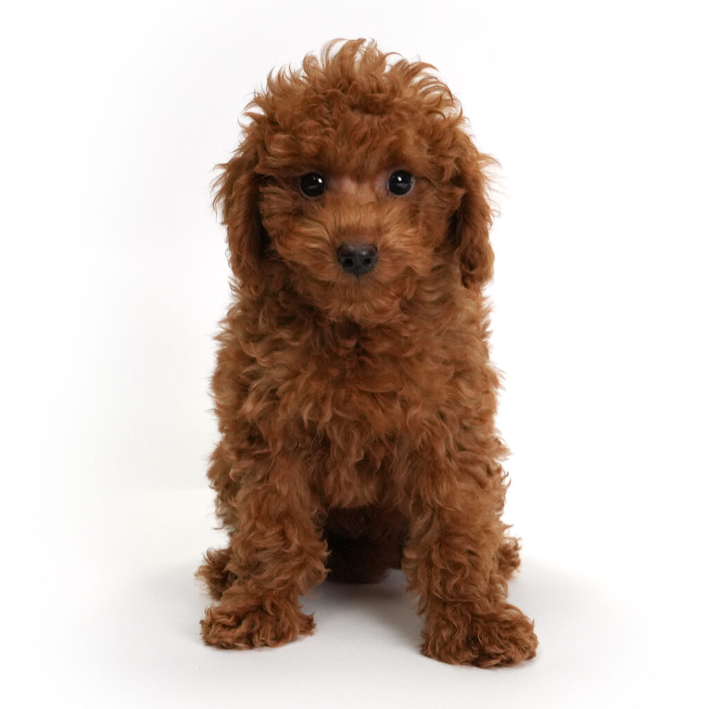 Mini Poodle for sale