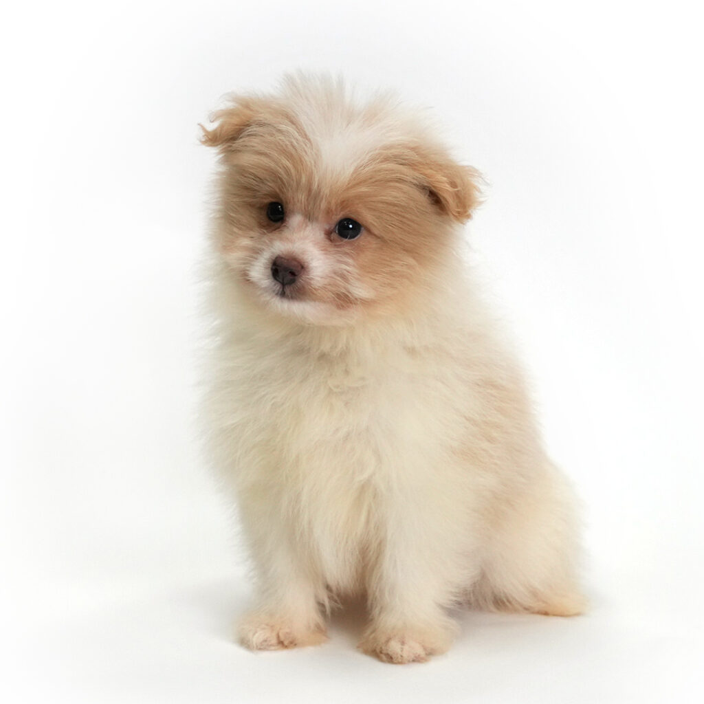 Pomapoo puppy