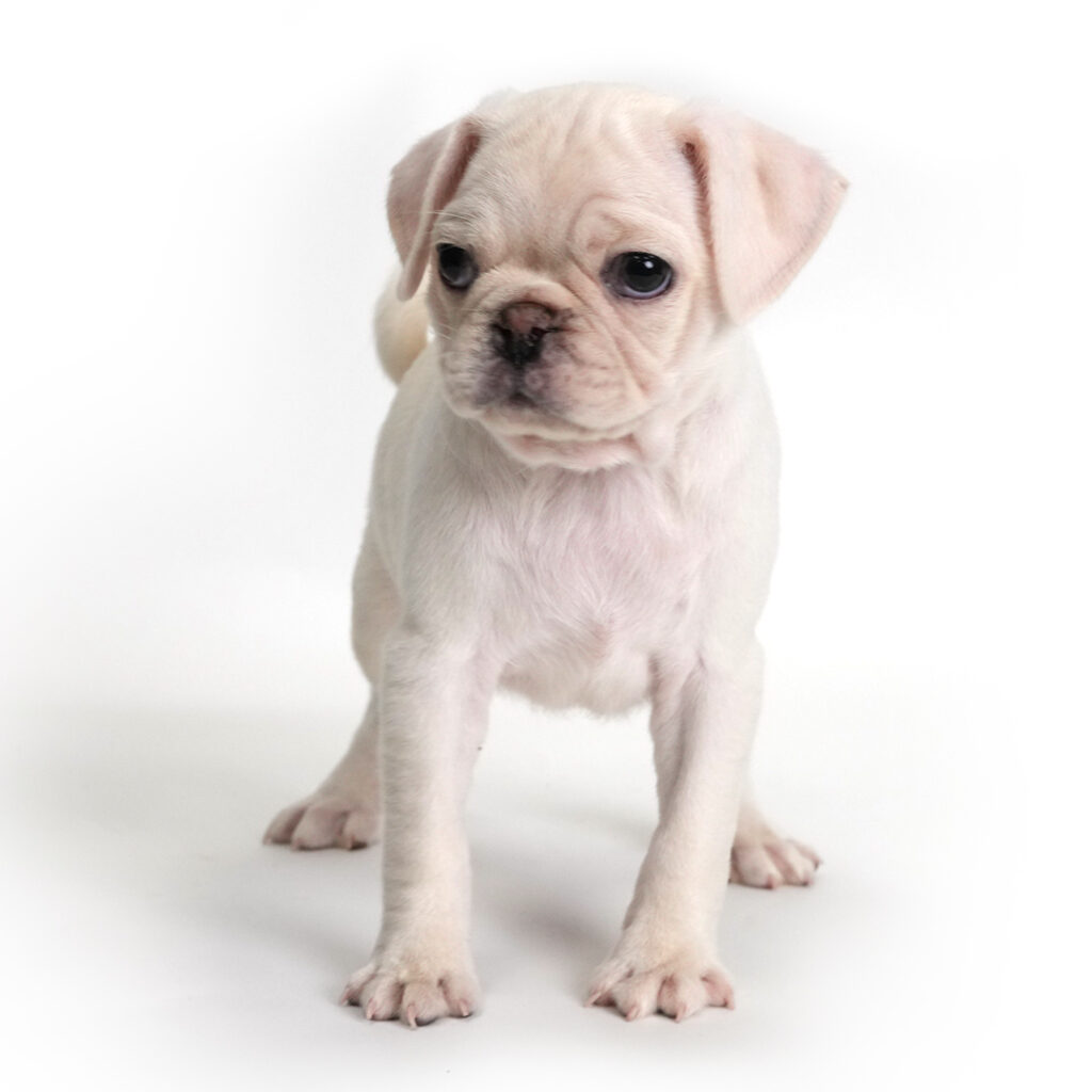 Pug puppy for sale