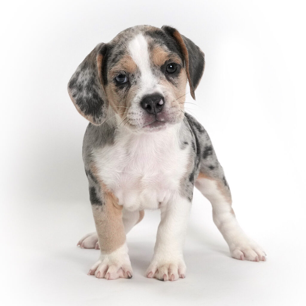 Beabull puppy for sale