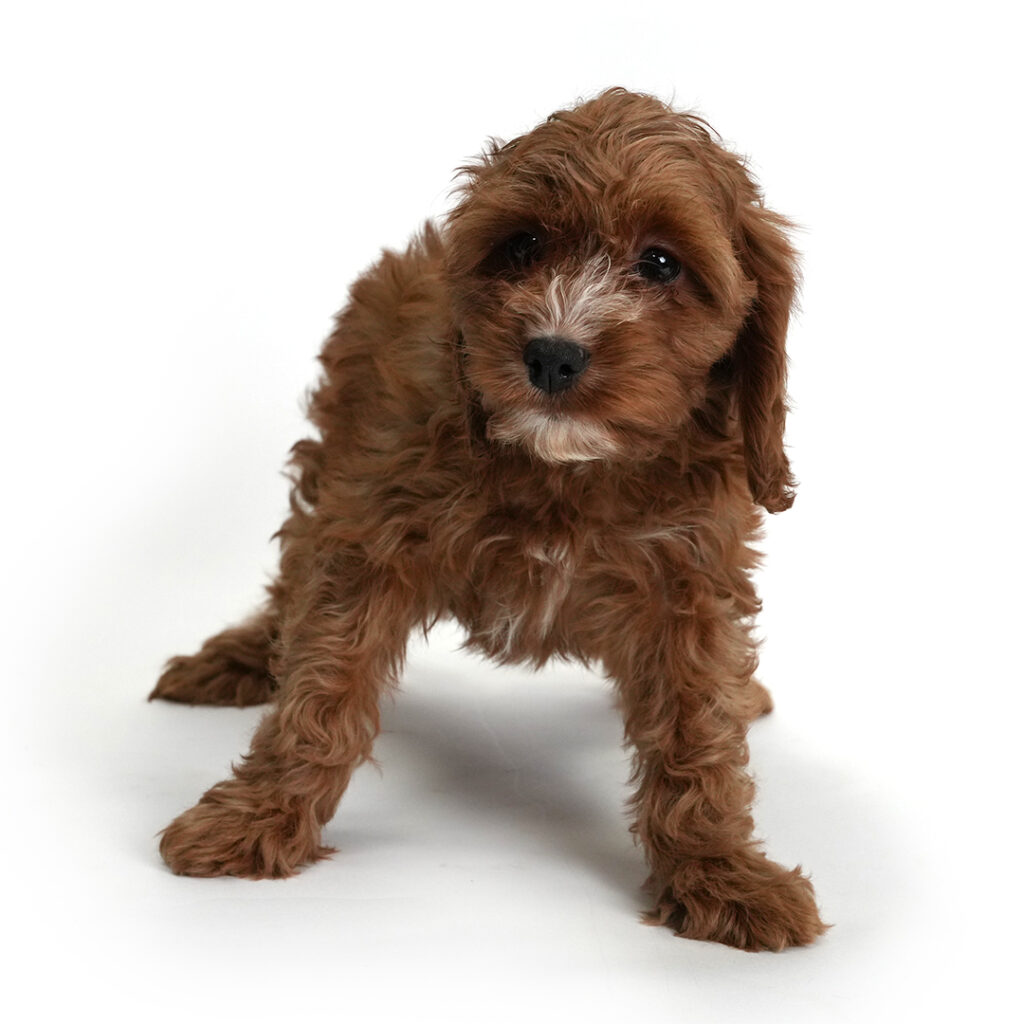 Cavapoo puppy