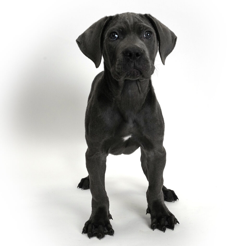 Cane Corso puppy for sale