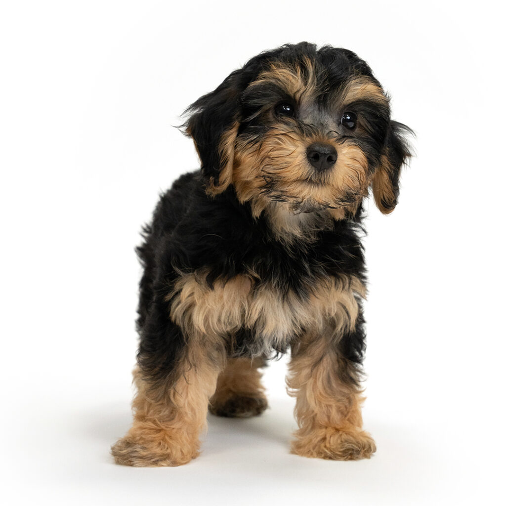 Biscuit the Yorkiepoo in Pembroke Pines