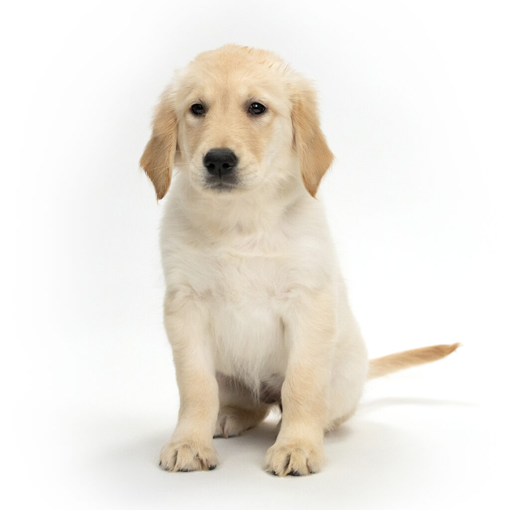 Lola the Golden Retriever in Pembroke Pines