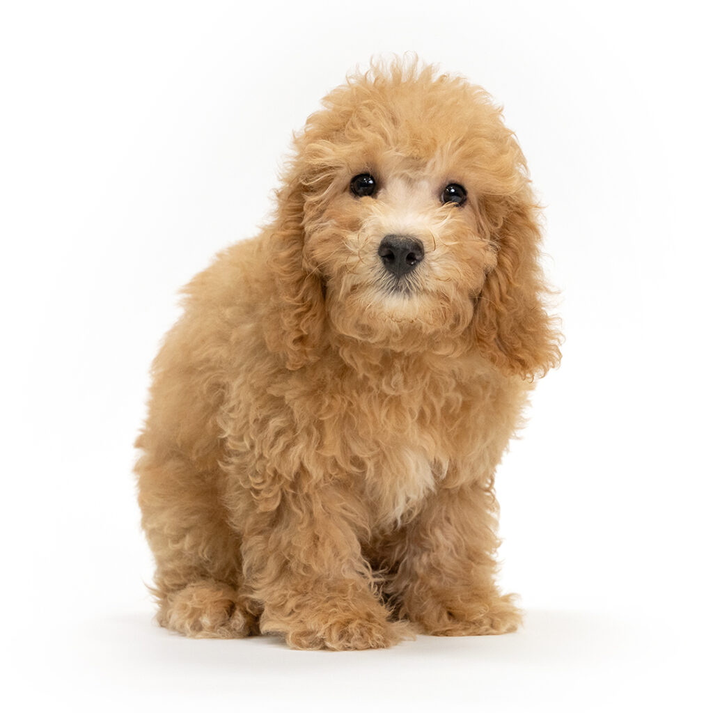 Breeze the Mini Poodle in Pembroke Pines