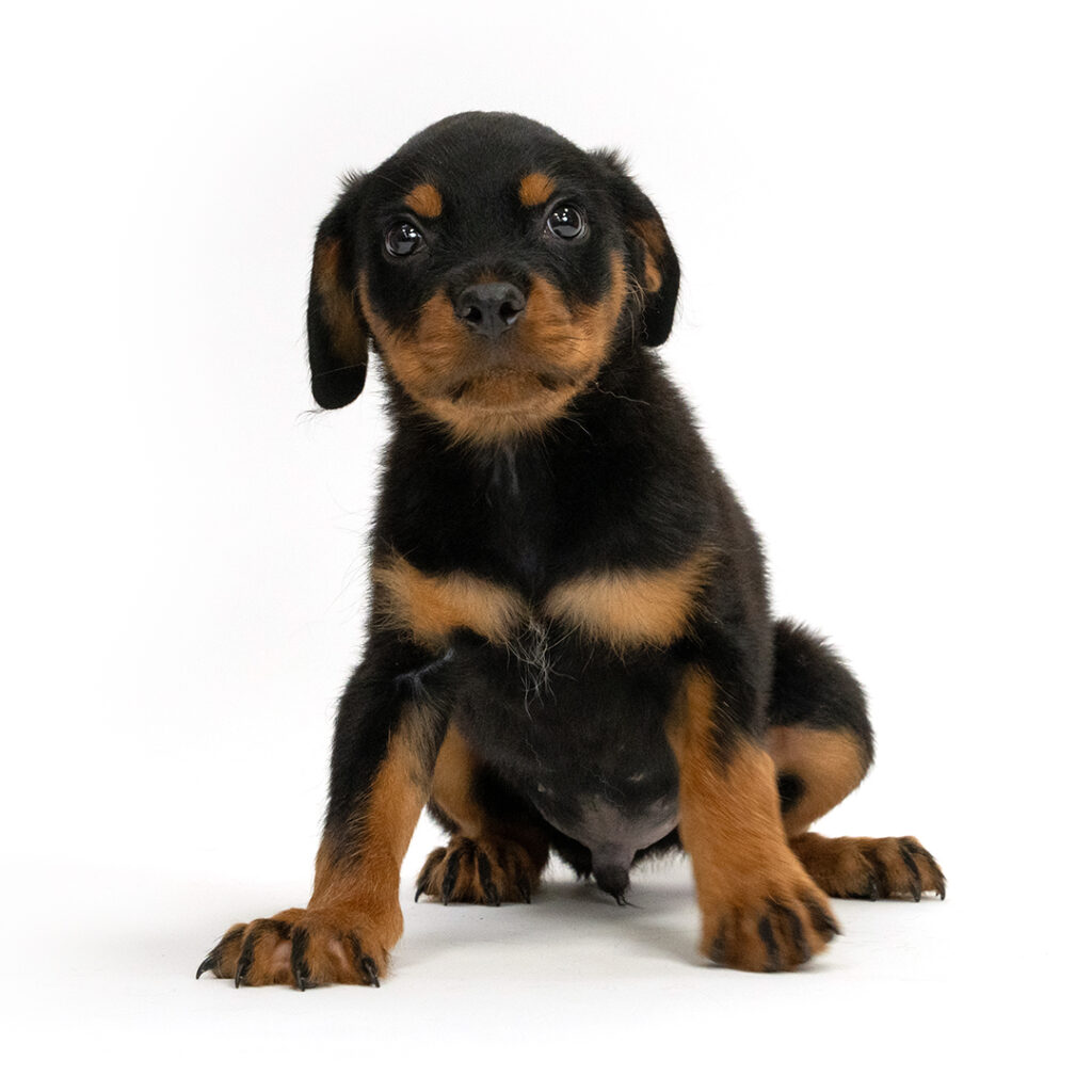 Goober the Rottweiler in Pembroke Pines