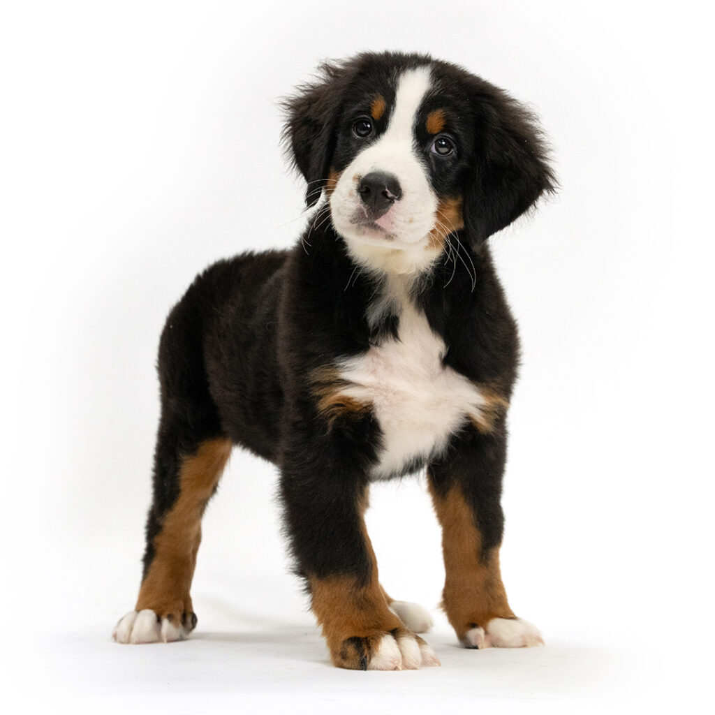 Captain the Bernese Mountain Dog in Pembroke Pines