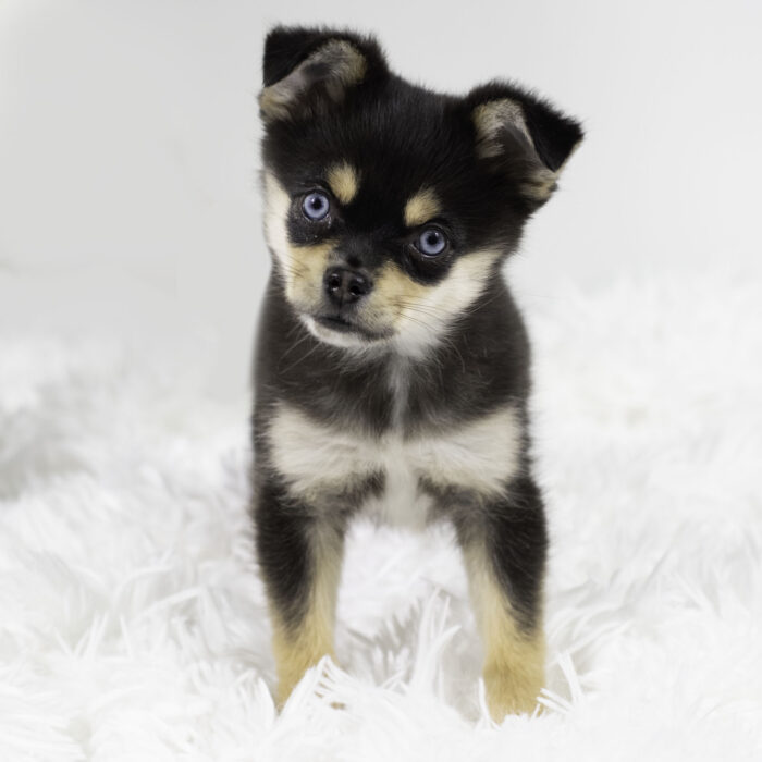 Rain - Aussiekai puppy for sale