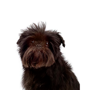 Petland Pembroke Pines Affenpinscher