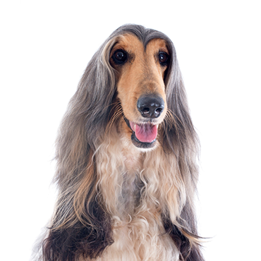Afghan-Hound