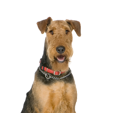 Airedale-Terrier