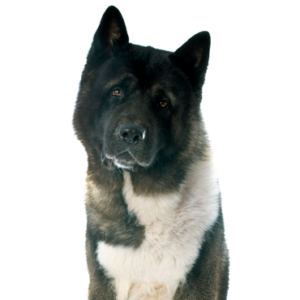 Petland Pembroke Pines Akita