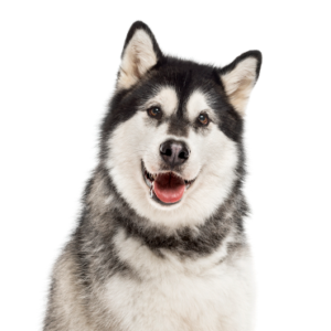 Petland Pembroke Pines Alaskan Malamute