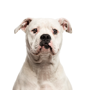 American-Bulldog