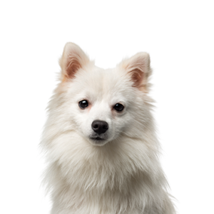 Petland Pembroke Pines American Eskimo