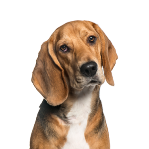 Petland Pembroke Pines American Foxhound