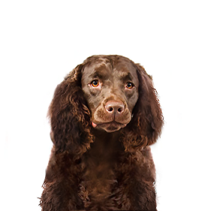 American-Water-Spaniel
