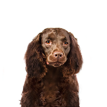 American-Water-Spaniel