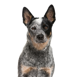Petland Pembroke Pines Australian Cattle Dog
