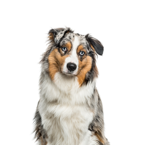 Australian-Shepherd