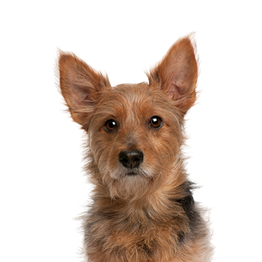 Australian-Terrier