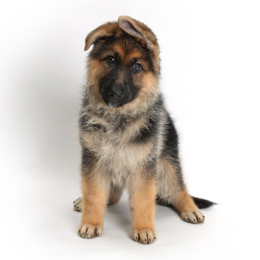 Rivulet the German Shepherd