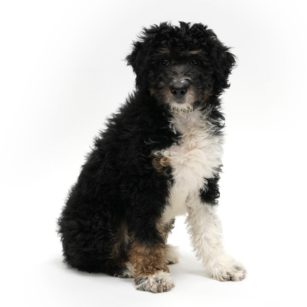 Ryder the Mini Aussiedoodle in Pembroke Pines