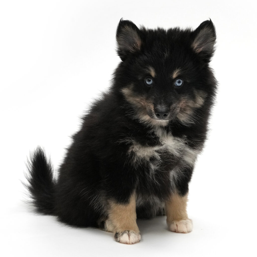 Storm the Pomsky puppy for sale
