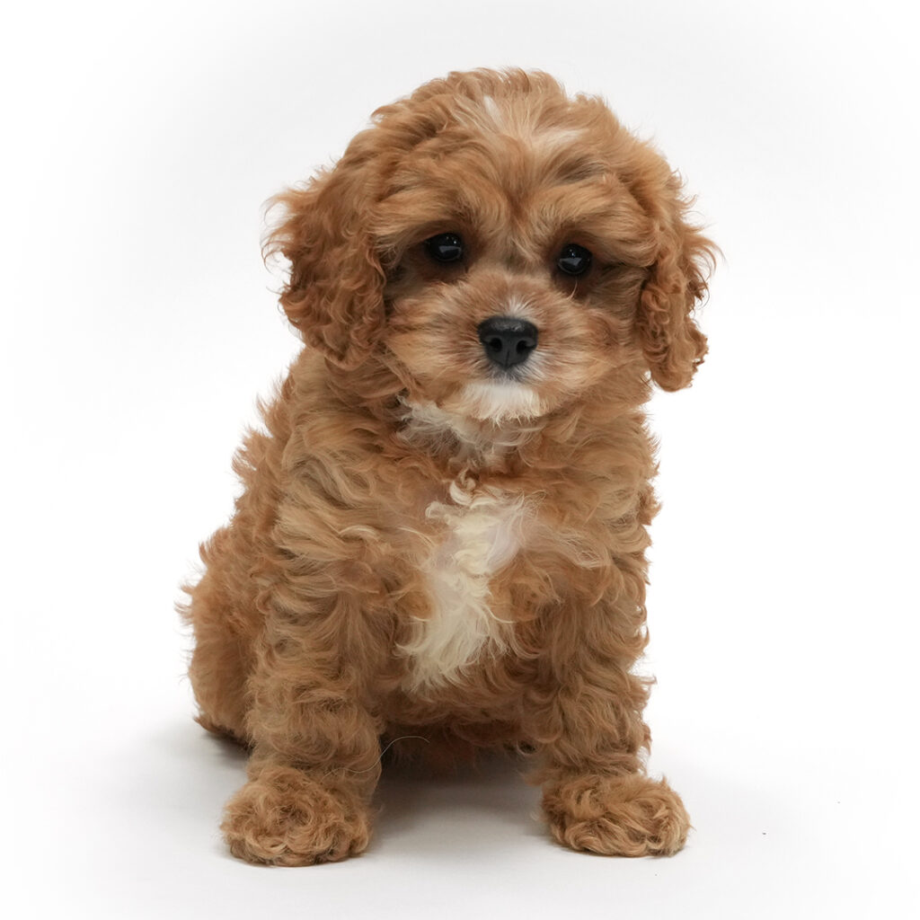 Peep the Cavapoo puppy