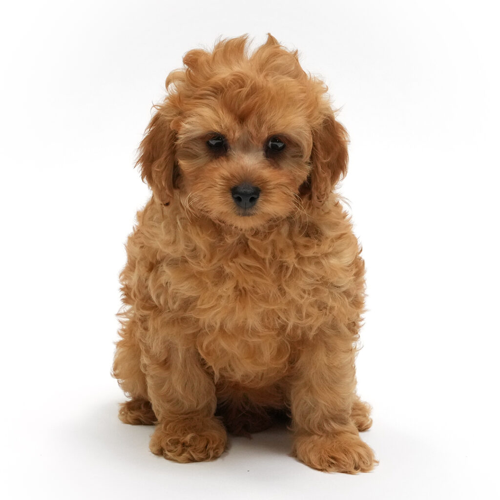 Crispy the Cockapoo 2nd Gen