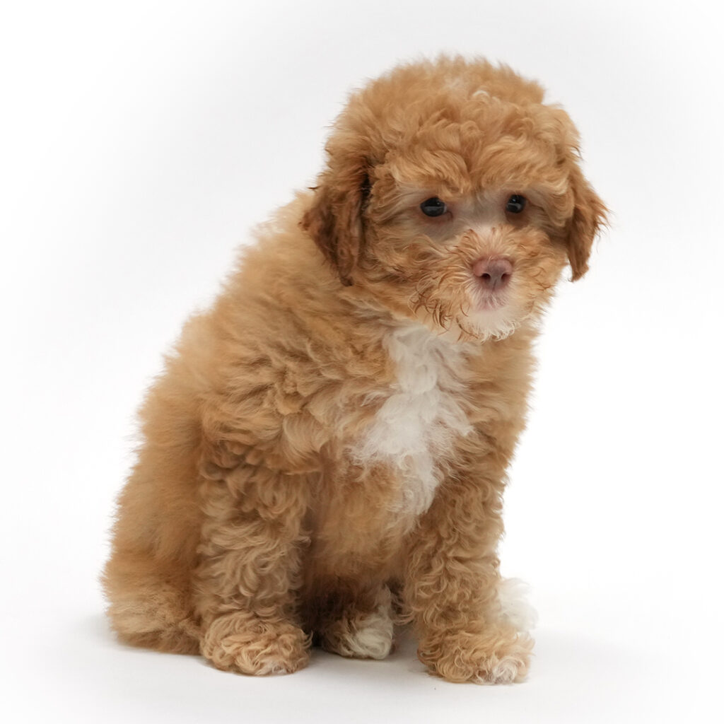 Pebble the Poodle in Pembroke Pines