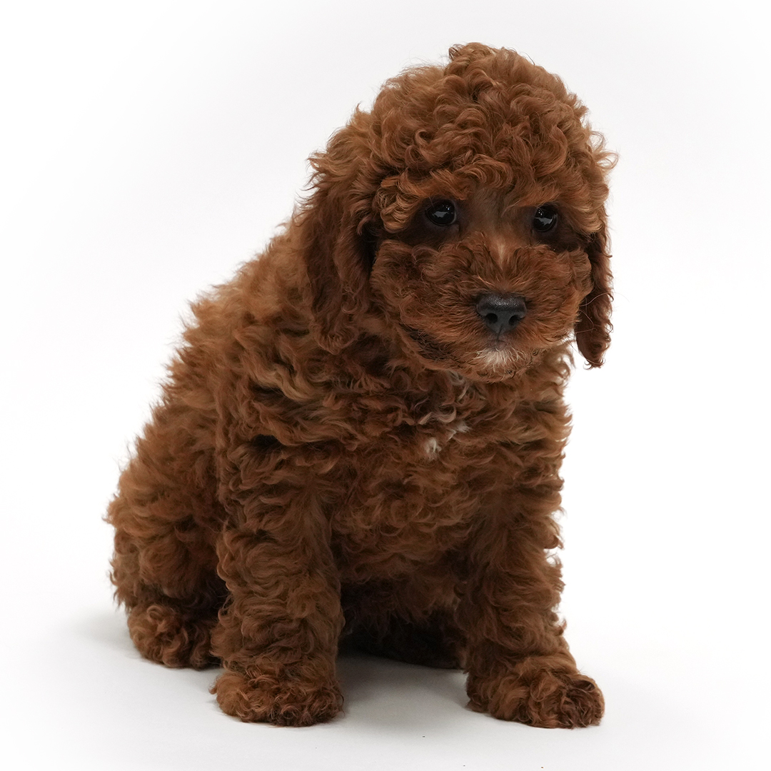 Puppy Featured Image