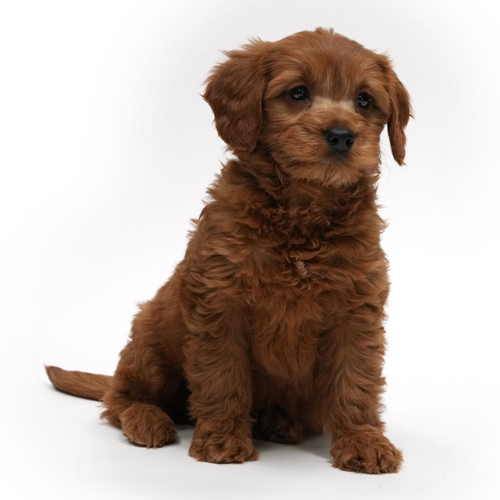 Golden the Mini Goldendoodle 2nd gen for sale
