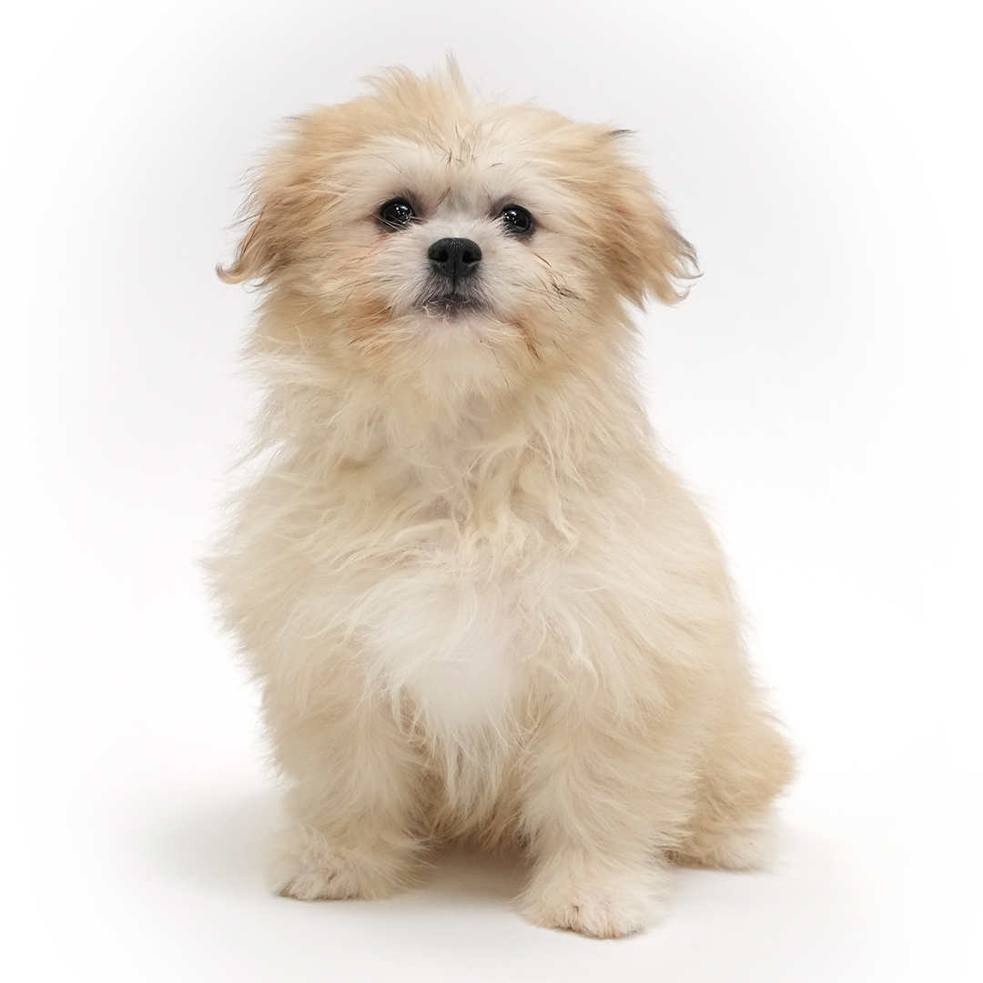 Puppy Featured Image