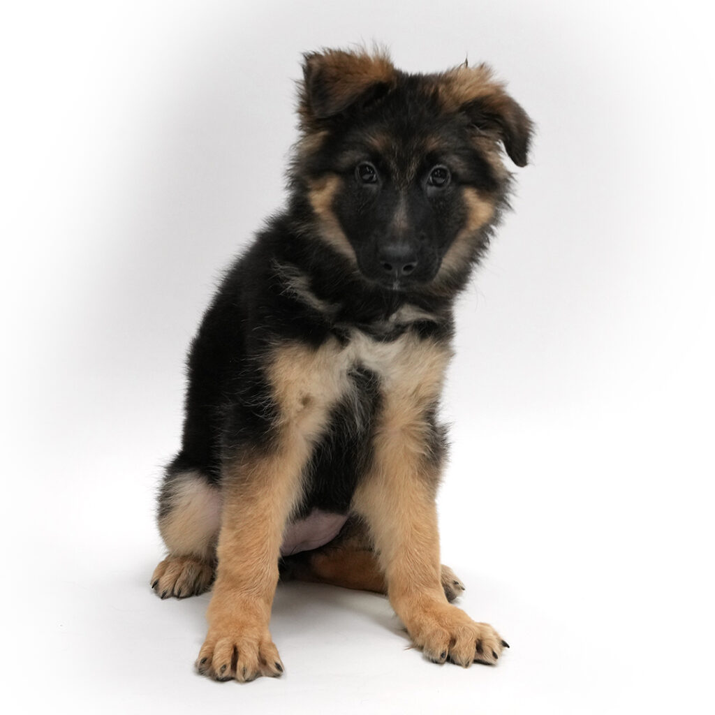 Tangle the Tangle the German Shepherd