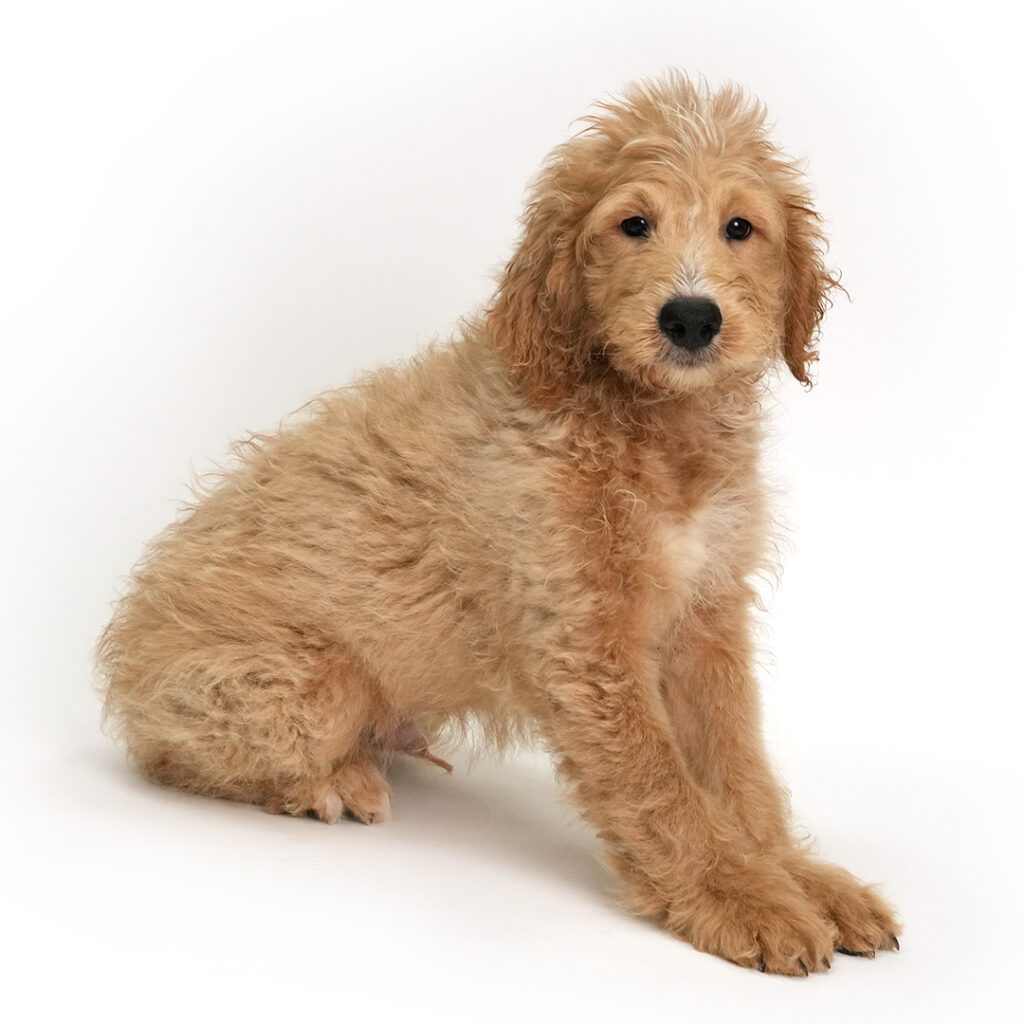 Spice the Mini goldendoodle in Pembroke Pines
