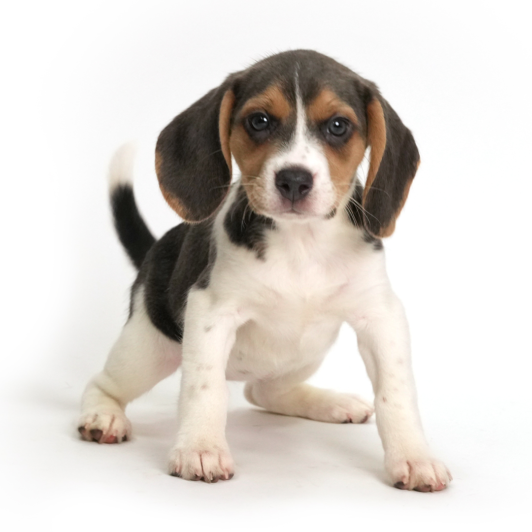 Autumn the Beagle puppy for sale!