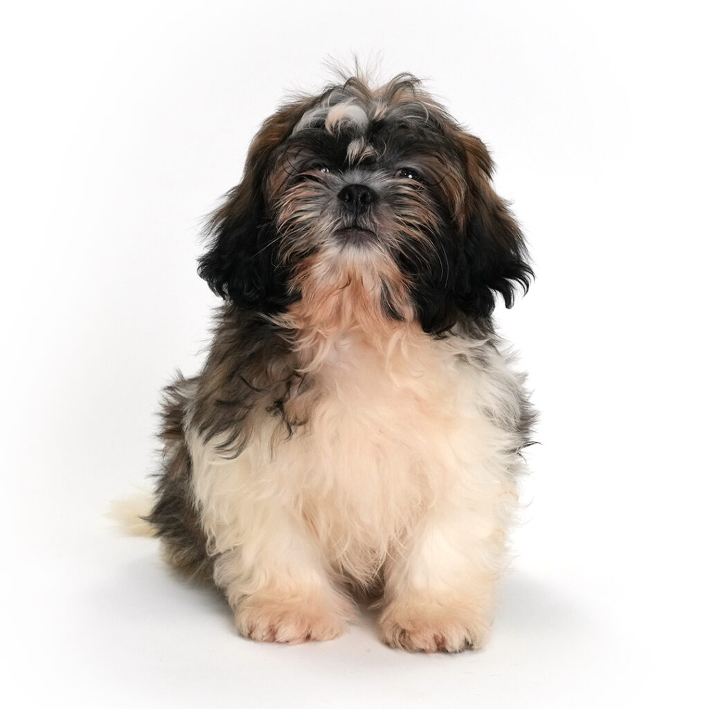 Mambo the Shih Tzu puppy for sale