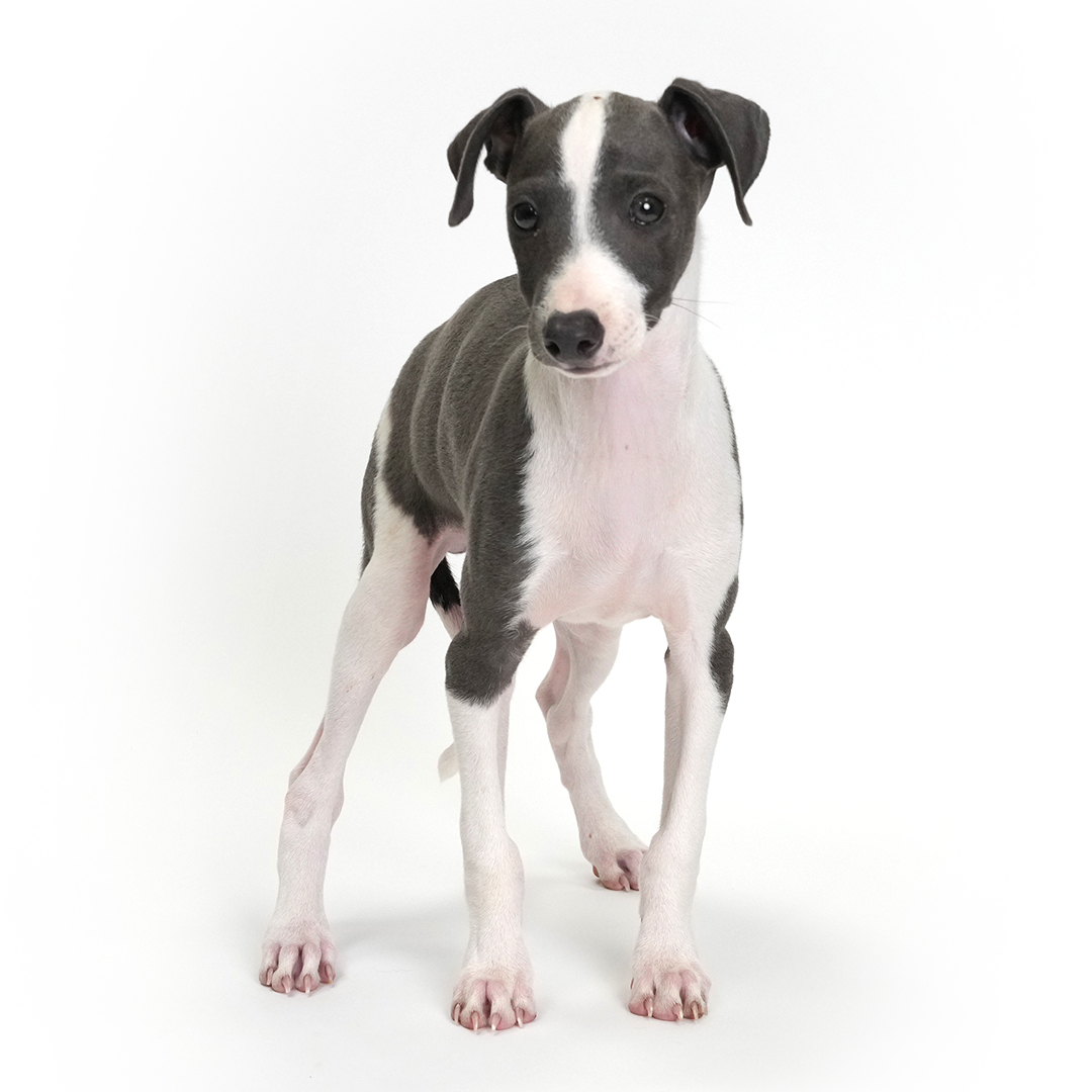 Bluff the Italian Greyhound puppy for sale