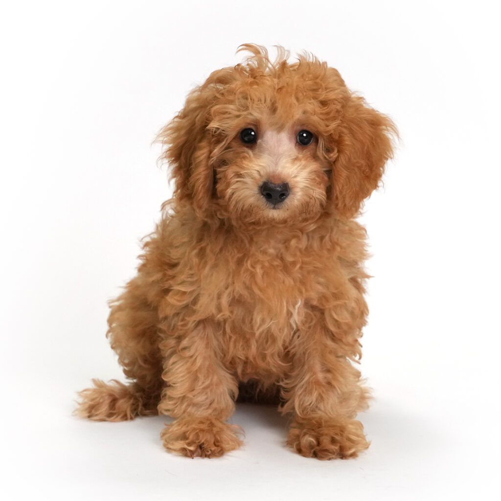 Ocean the Poodle in Pembroke Pines