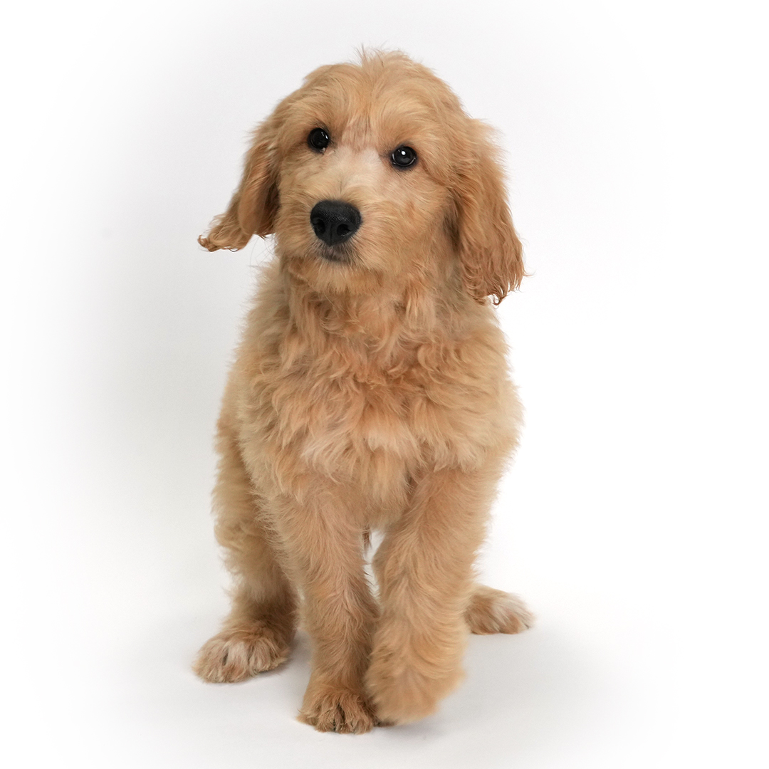 Cardinal the Goldendoodle puppy for sale