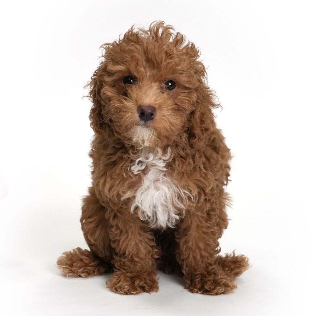 Nugget the Poodle in Pembroke Pines