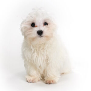 Traveler - Maltese puppy for sale